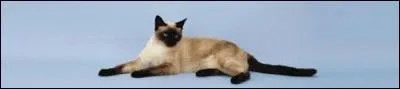 Quelle est la race de ce chat ?