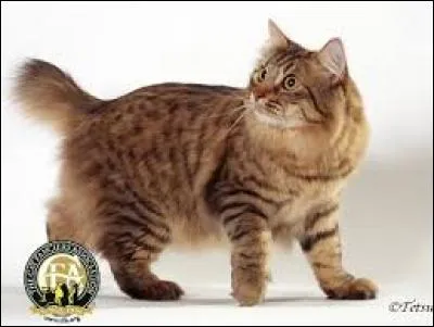 Quelle est la race de ce chat ?