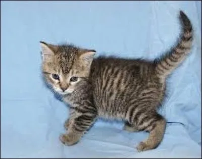 Quelle est la race de ce chat ?