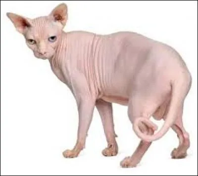 Quelle est la race de ce chat ?