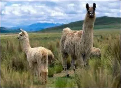 "L" comme "lama". A quelle famille de mammifères appartient ce sympathique animal ?
