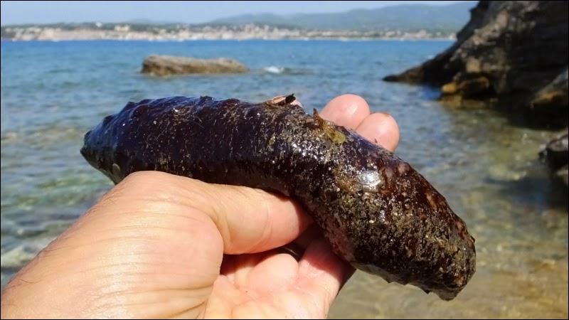 Tout d'abord, comment peut-on aussi appeler le concombre de mer ?