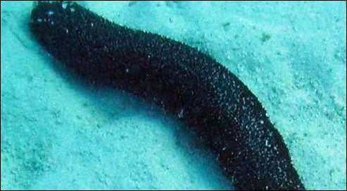 Quelle est la plus longue taille de cet animal de mer ?