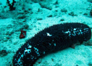 Quiz Animaux de mer (1) : Le concombre de mer