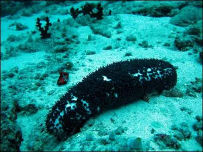 De quelle vitesse le concombre de mer se déplace-t-il ?