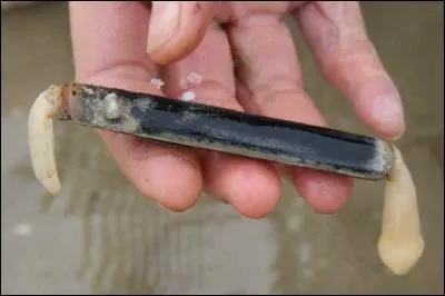 Le solen est un coquillage marin, il porte un autre nom, cliquez sur la bonne photo !