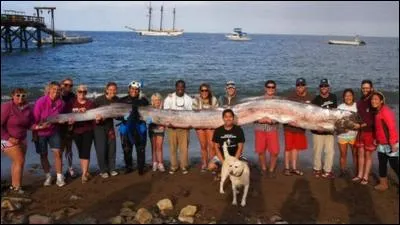 Retrouvez le nom de l'animal de la photo !