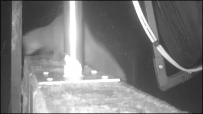 De ces trois animaux, lequel fait partie de la même famille que la fouine ?