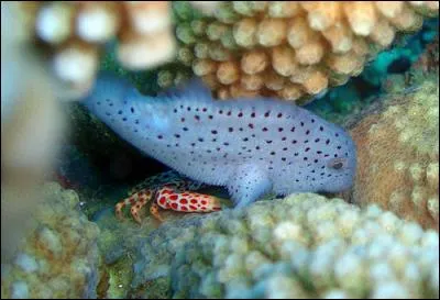 Ce petit poisson vit dans le corail, en Polynésie, son corps est recouvert d'un duvet et il est venimeux, comment s'appelle-t-il ?
