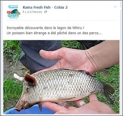 Les scientifiques s'interrogent, on vient de découvrir ce poisson au large de Tahiti !