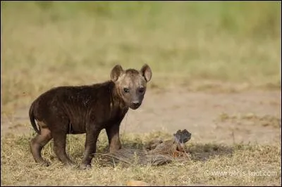 Mignonne la petite hyène non ? A peine née ...