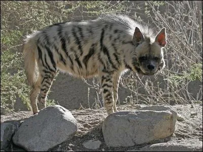 Le protèle n'est pas une hyène, cependant il est de la même famille, il porte un autre nom !