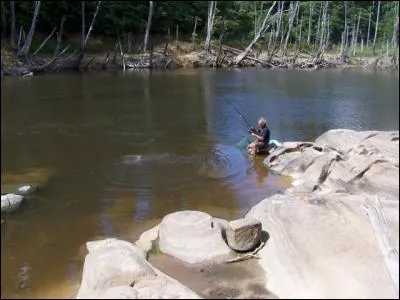 Lequel de ces trois poissons est amazonien ?