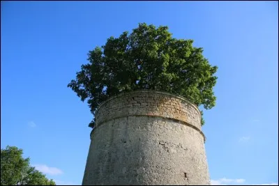 Pourquoi le chêne de Pouzay sur la commune de Béceleuf fut-il classé parmi les 250 "arbres remarquables" de la France?