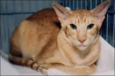 Le mandarin est une race de chat originaire des États-Unis. C'est aussi...