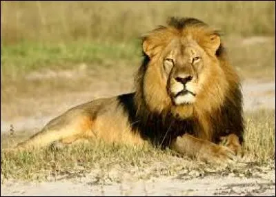 Un lion est un félin carnivore. C'est aussi...