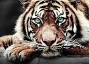 Quiz 30 choses  savoir sur le tigre !