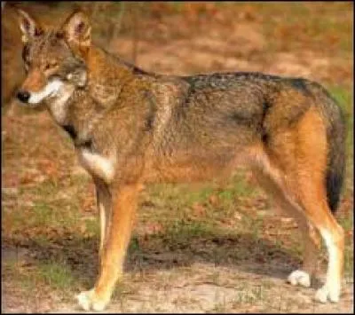 Comment s'appelle ce loup ?