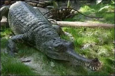 Comment s'appelle ce crocodile ?