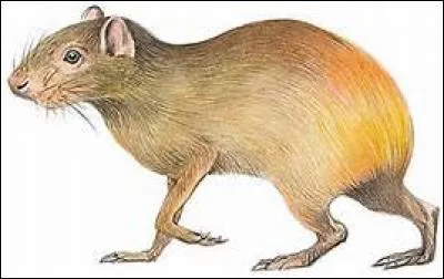 Gros rongeur au corps trapu , haut sur pattes, des forêts humides de l'Amérique du Sud et des Antilles.