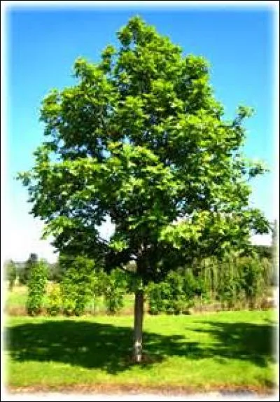Grand arbre des forêts tempérés.