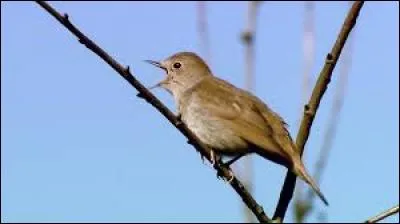 Quel personnage de BD a pour surnom "le rossignol milanais" ?