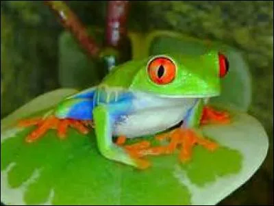Complétez la phrase - Frogs are __, __, __ or __.