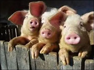 Complétez la phrase - Piglets can be __, __, __ or __.