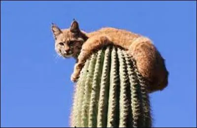 Christophe Colomb a ramené les premiers cactus en Europe.