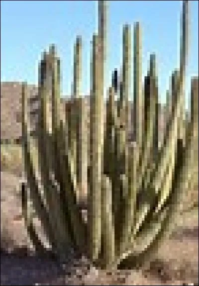 Le nom "cactus" vient du grec ancien et signifie "chardon".