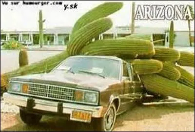 Au Mexique, ramasser des cactus est puni de prison.