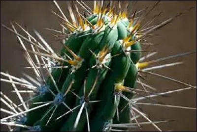 Au Kenya, on utilise les cactus comme clôture pour éviter la divagation des animaux.