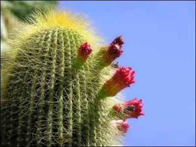 Certains cactus servent de fourrage pour les bestiaux.
