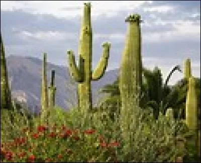 Certains peuples se désaltèrent avec l'eau contenue dans les cactus.
