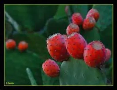 Tous les cactus ont des épines.