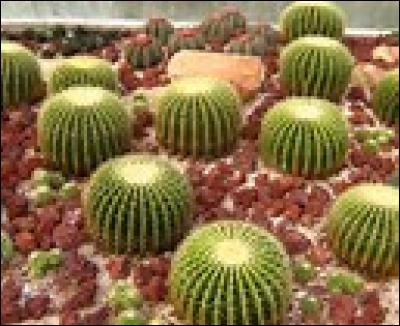 Les cactus sont des plantes grasses.
