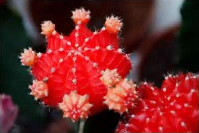 Les cactus sont utilisés comme plante hôte pour l'élevage des cochenilles.
