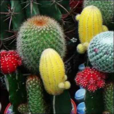 Les cactus sont des plantes xérophytes.