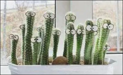 "Les cactus" est le titre d'une chanson de Jacques Dutronc.