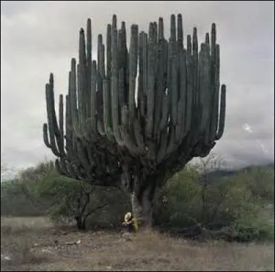Certaines variétés de cactus dépassent les 19 mètres de haut.