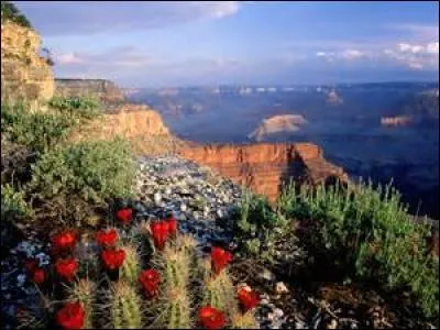 Les cactus appartiennent à une famille de plantes dicotylédones.