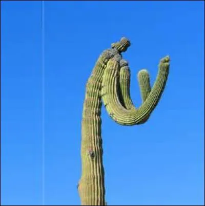 Un cactus présente toujours du latex à la cassure.