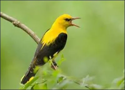 Comment s'appelle cet oiseau ?