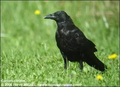 Comment s'appelle cet oiseau ?