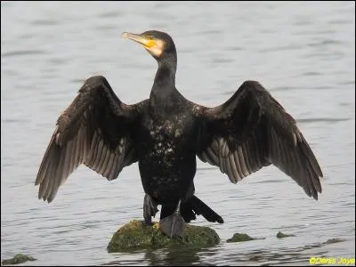 Comment s'appelle cet oiseau ?