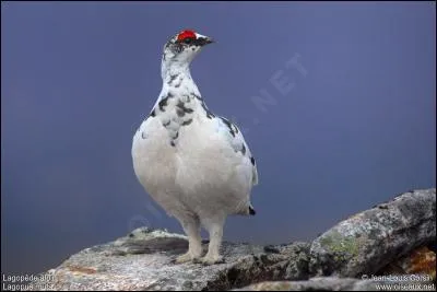 Comment s'appelle cet oiseau ?