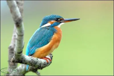 Comment s'appelle cet oiseau ?