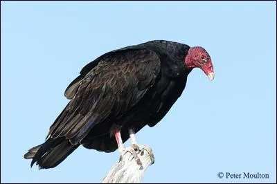 Comment s'appelle cet oiseau ?