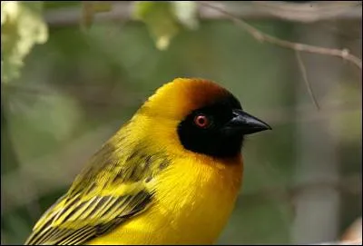 Comment s'appelle cet oiseau ?