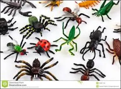 Lequel de ces insectes ne possède pas de tube digestif ?